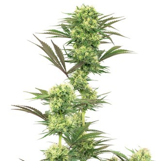 Guava Jelly (White Label) feminiserede