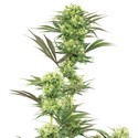 Guava Jelly (White Label) Feminiserede