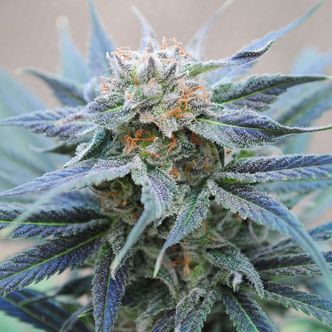 Skunk+ (Kannabia) feminiserede cannabisfr&oslash;