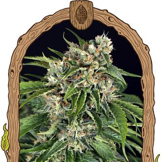Sir Jack Auto Pure CBD (Exotic Seed) feminiserede