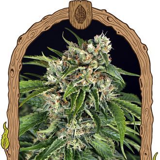 Sir Jack Auto Pure CBD (Exotic Seed) Feminiserede