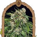 Sir Jack Auto Pure CBD (Exotic Seed) Feminiserede