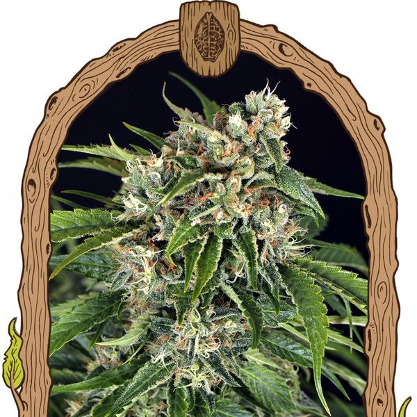 Sir Jack Auto Pure CBD (Exotic Seed) Feminiserede