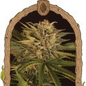 Doctor Greenman Pure CBD (Exotic Seed) Feminiserede