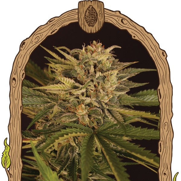 Doctor Greenman Pure CBD (Exotic Seed) Feminiserede