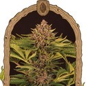 Strawberry Cola Auto (Exotic Seed) Feminiserede