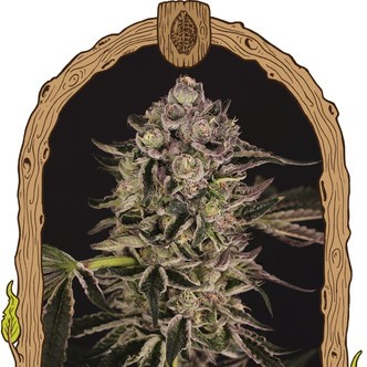 Quick Sherbet (Exotic Seed) feminiserede cannabisfr&oslash;