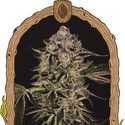 Quick Sherbet (Exotic Seed) Feminiserede