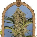 Herz OG Auto (Exotic Seed) Feminiserede