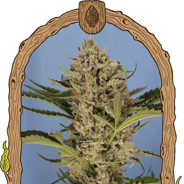 Herz OG Auto (Exotic Seed) Feminiserede