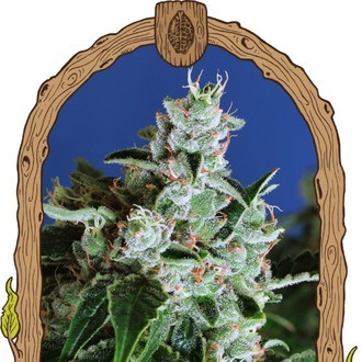 Purple Shot (Exotic Seed) Feminiserede