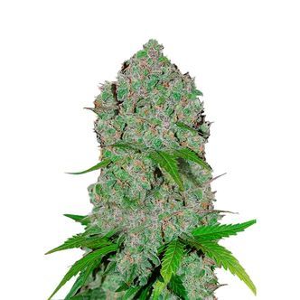 Orange Sherbet Auto (FastBuds) feminiserede
