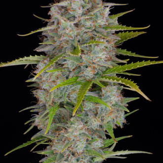 Orange Sherbet Auto (FastBuds) Feminiserede