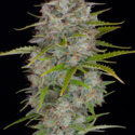 Orange Sherbet Auto (FastBuds) Feminiserede