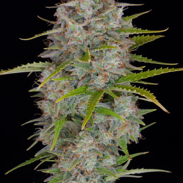 Orange Sherbet Auto (FastBuds) Feminiserede