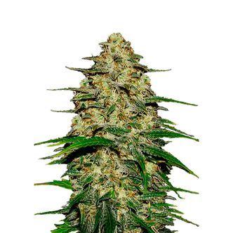 Wedding Cheesecake Auto (FastBuds) feminiserede