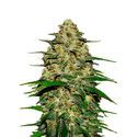 Wedding Cheesecake Auto (FastBuds) Feminiserede