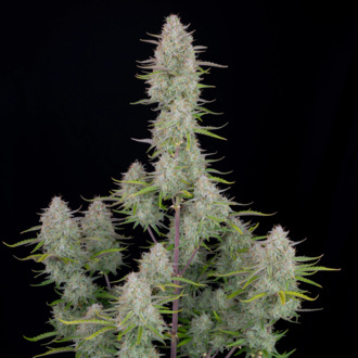 Wedding Cheesecake Auto (FastBuds) Feminiserede