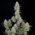 Wedding Cheesecake Auto (FastBuds) Feminiserede