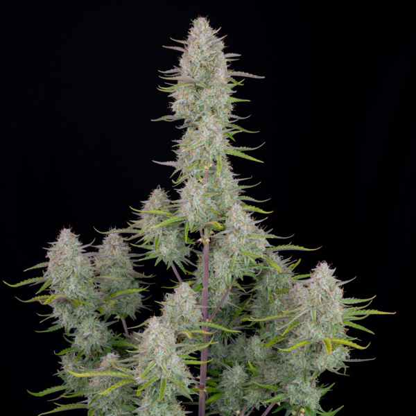 Wedding Cheesecake Auto (FastBuds) Feminiserede