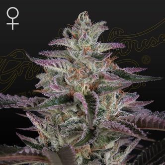 Banana Krumble (Greenhouse Seeds) feminiserede cannabisfr&oslash;