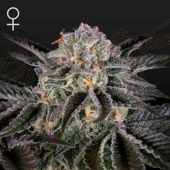 Wonder Pie (Greenhouse Seeds) feminiseret