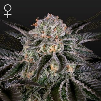Wonder Pie (Greenhouse Seeds) Feminiserede