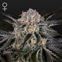 Wonder Pie (Greenhouse Seeds) Feminiserede