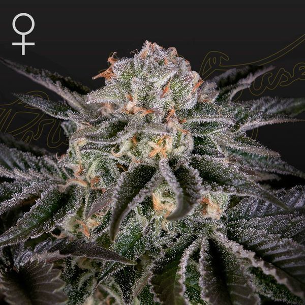 Wonder Pie (Greenhouse Seeds) Feminiserede