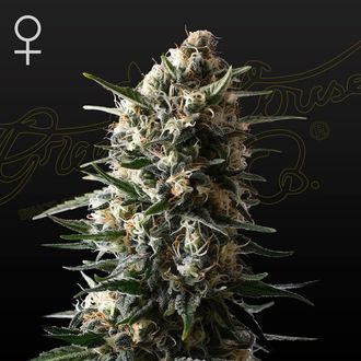Bubba Slush (Greenhouse Seeds) Feminiserede