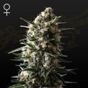 Bubba Slush (Greenhouse Seeds) Feminiserede