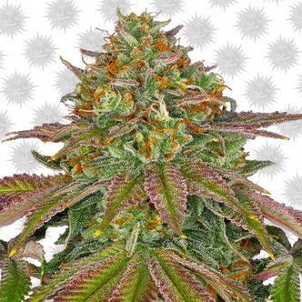 Wedding Cake (Barney's Farm) feminiserede cannabisfr&oslash;