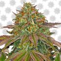 Wedding Cake (Barney's Farm) Feminiserede