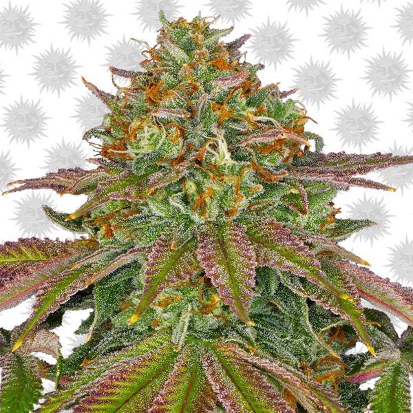Wedding Cake (Barney's Farm) Feminiserede