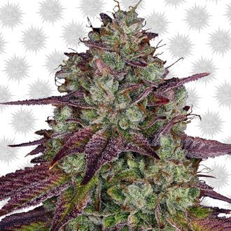 MIMOSA EVO (Barney's Farm) Feminiserede
