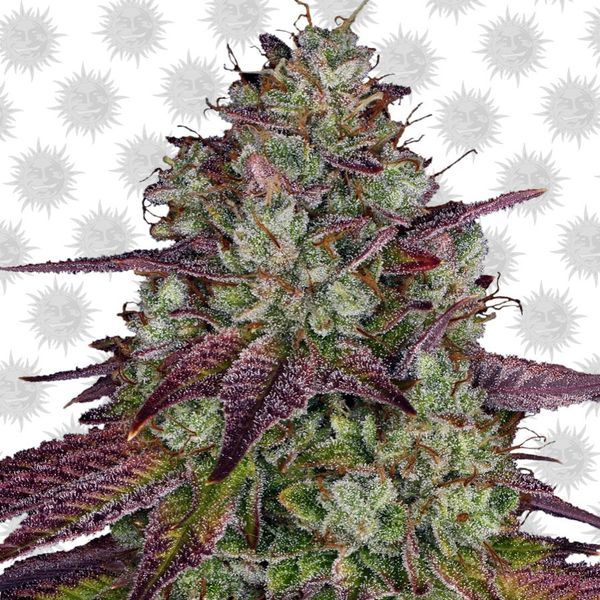 MIMOSA EVO (Barney's Farm) Feminiserede
