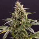 Chem-Bomb Auto (Humboldt Seed Organization) Feminiserede