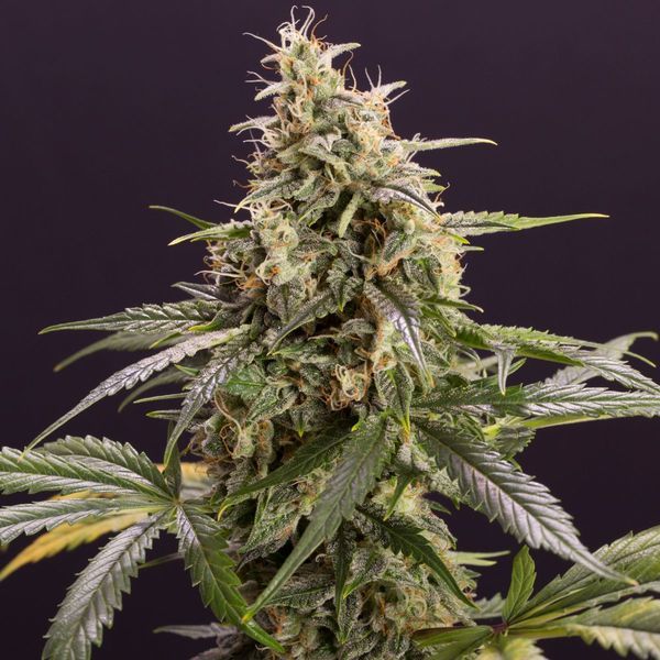 Chem-Bomb Auto (Humboldt Seed Organization) Feminiserede