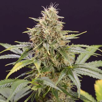 Chocolate Mint OG Auto (Humboldt Seed Organization) Feminiserede