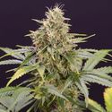 Chocolate Mint OG Auto (Humboldt Seed Organization) Feminiserede