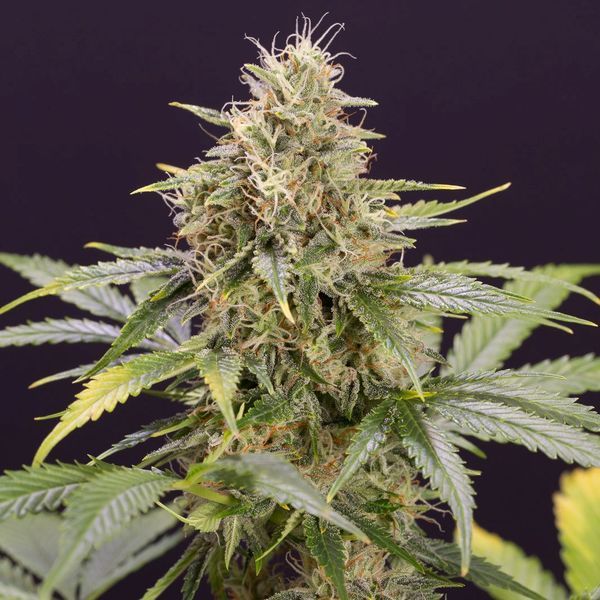 Chocolate Mint OG Auto (Humboldt Seed Organization) Feminiserede