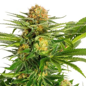 White Domina (Kannabia) feminiserede cannabisfr&oslash;