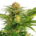 White Domina (Kannabia) Feminiserede