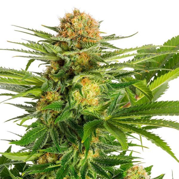 White Domina (Kannabia) Feminiserede