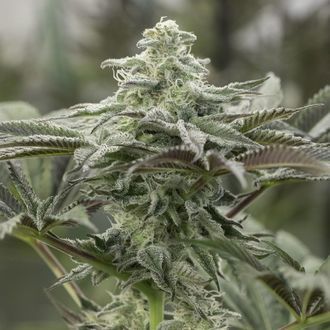 Lemon Citron (Humboldt Seed Organization) Feminiserede