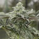 Lemon Citron (Humboldt Seed Organization) Feminiserede
