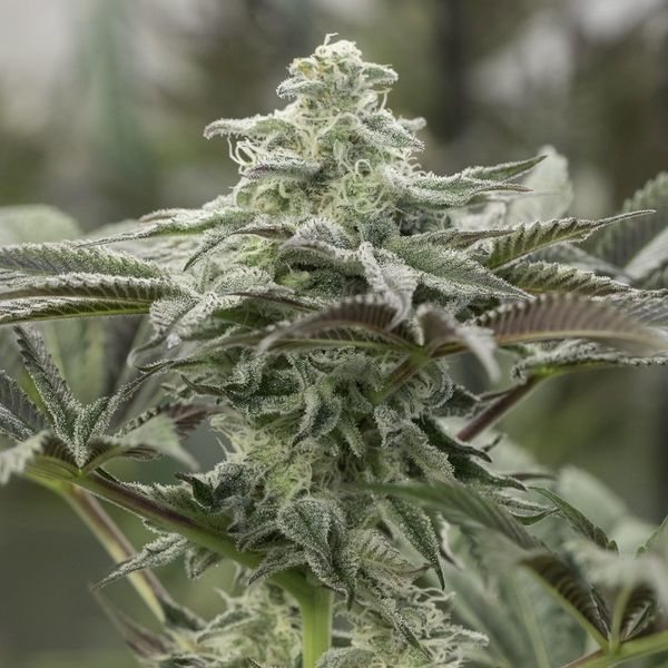 Lemon Citron (Humboldt Seed Organization) Feminiserede