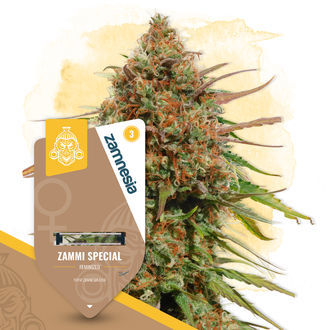 Zammi Special (Zamnesia Seeds) Feminiserede