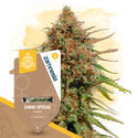 Zammi Special (Zamnesia Seeds) Feminiserede