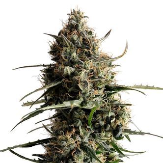 Kickass Auto (Kannabia) feminiserede cannabisfr&oslash;
